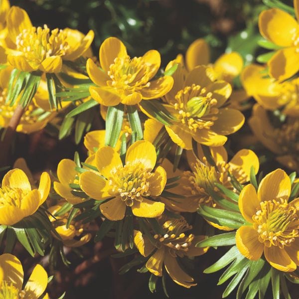 Eranthis Hyemalis Flower Bulbs