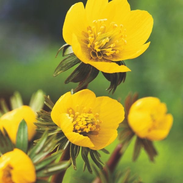 Eranthis Hyemalis Flower Bulbs