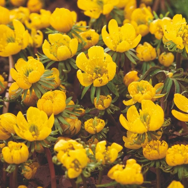 Eranthis Hyemalis Flower Bulbs