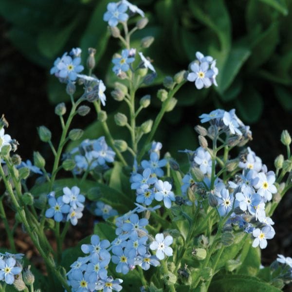 Forget-Me-Not Mon Amie Blue Bedding Flower Plants