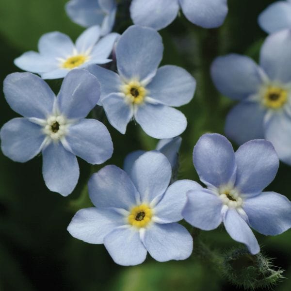 Forget-Me-Not Mon Amie Blue Bedding Flower Plants