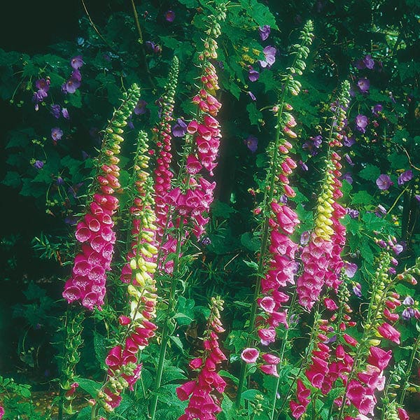 Foxglove Seeds
