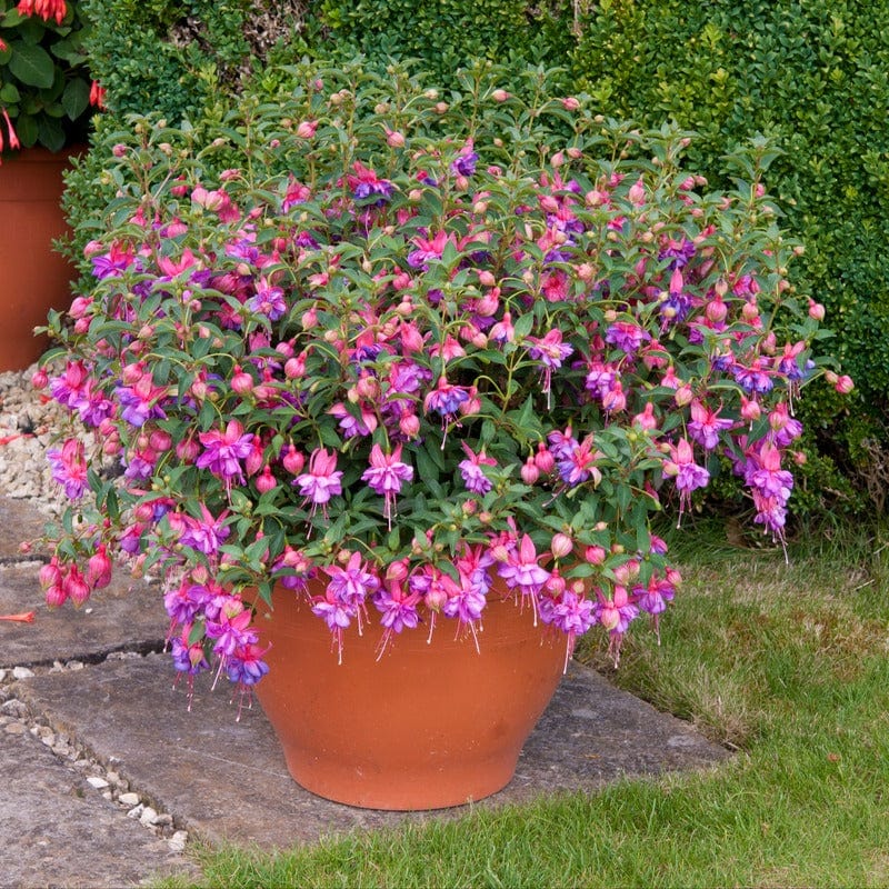Fuchsia (Bush) Winston Churchill