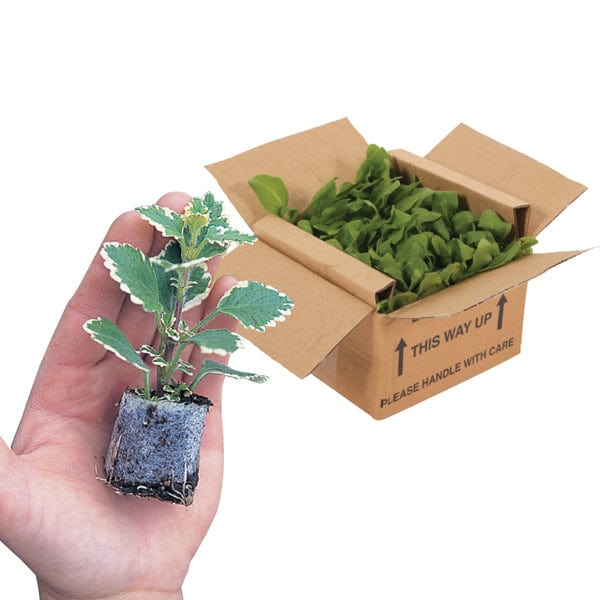 Fuchsia Garden News (Hardy)