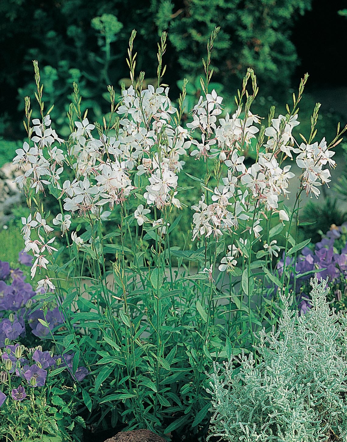 Gaura The Bride Seeds