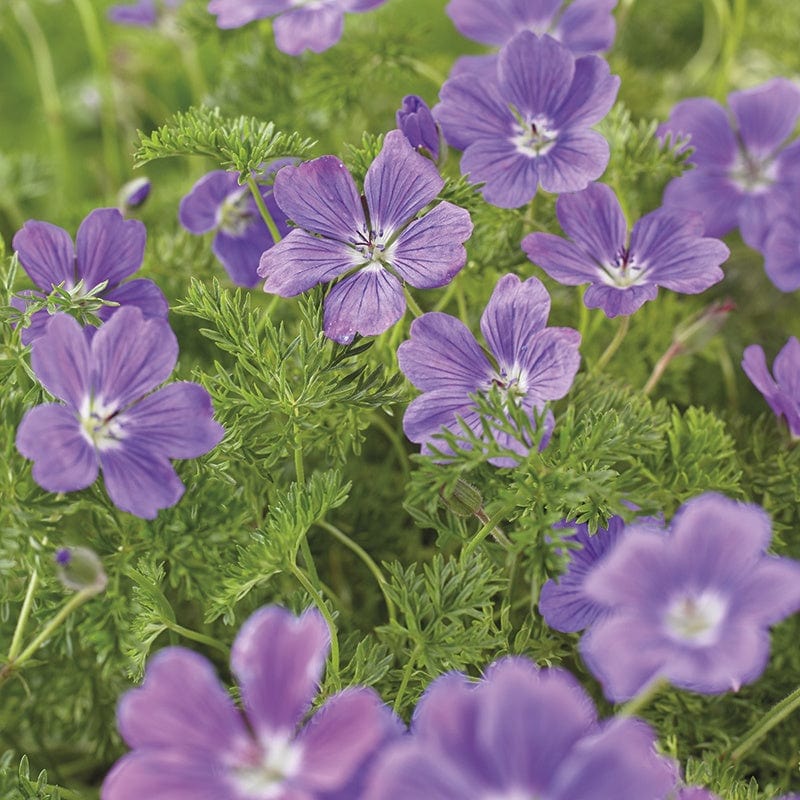 Geranium La Veta Lace™