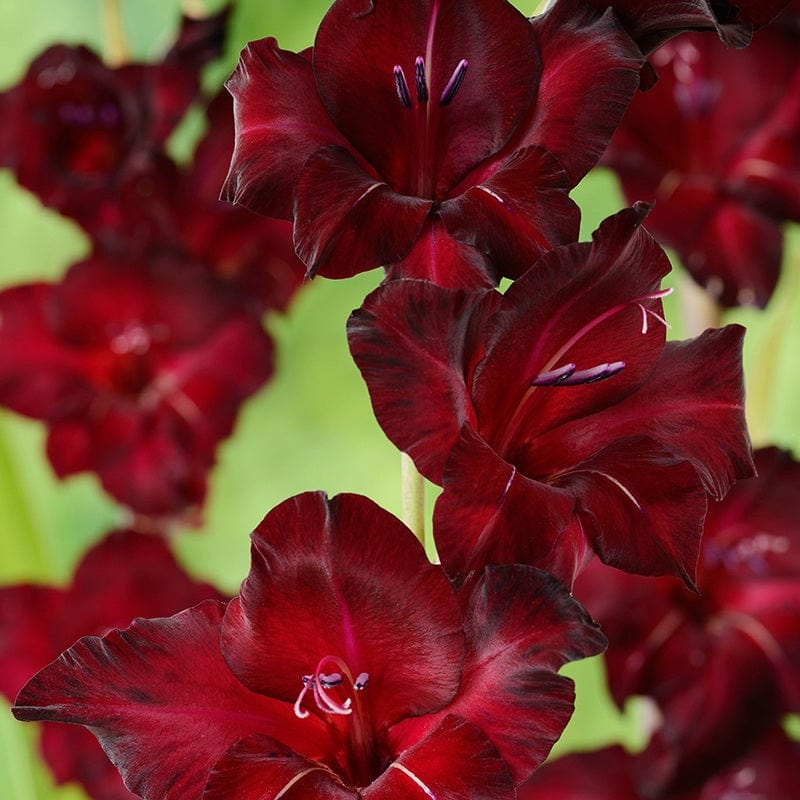 Gladiolus Black Star