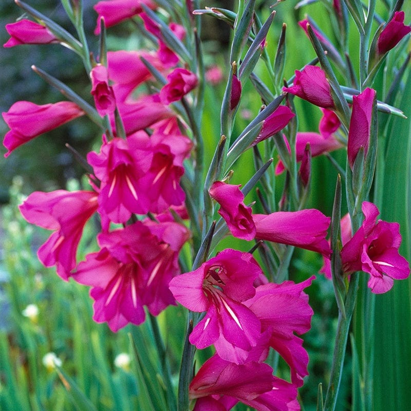 Gladiolus byzantinus