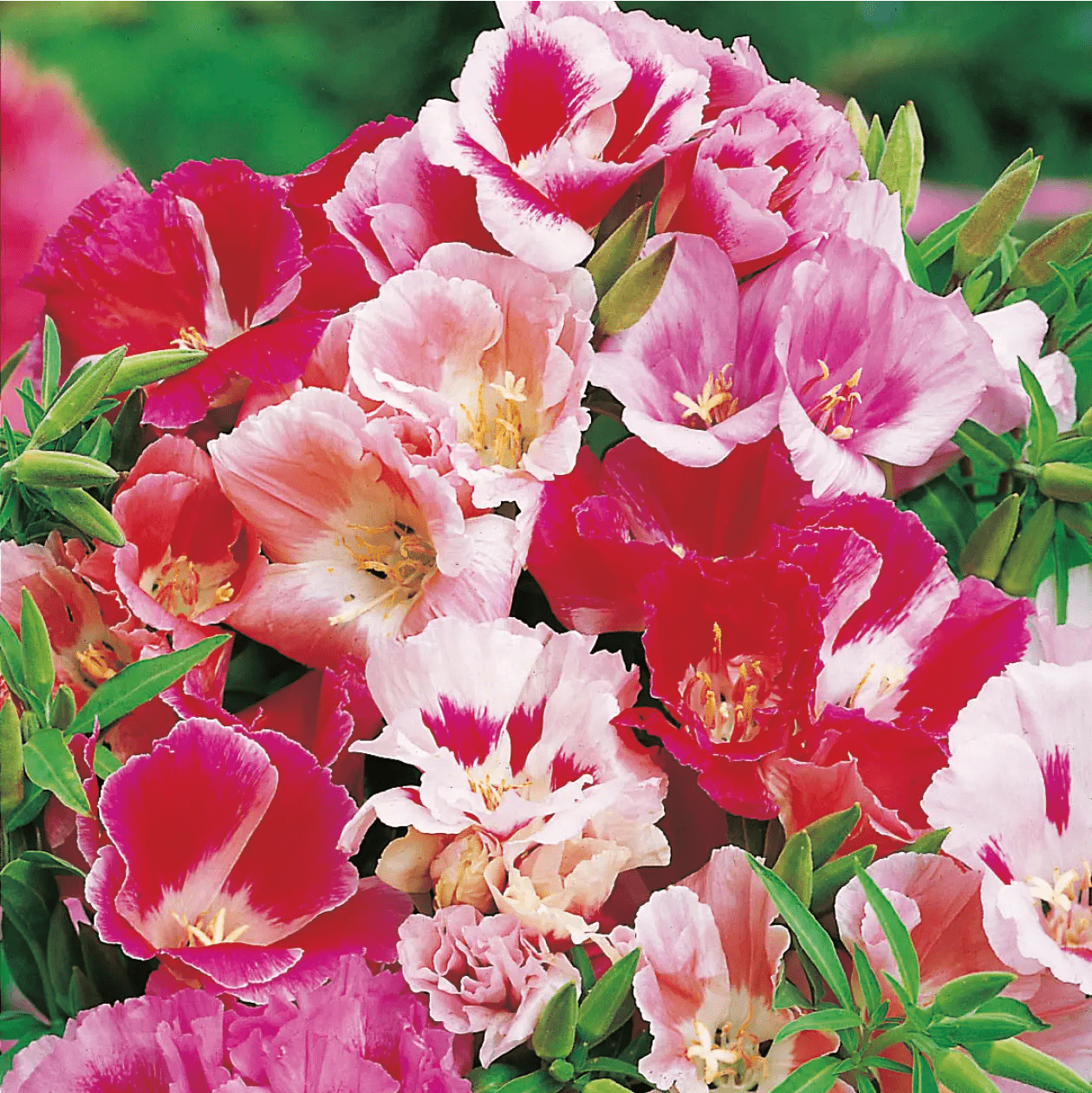 Godetia Azalea Double Mixed Seeds