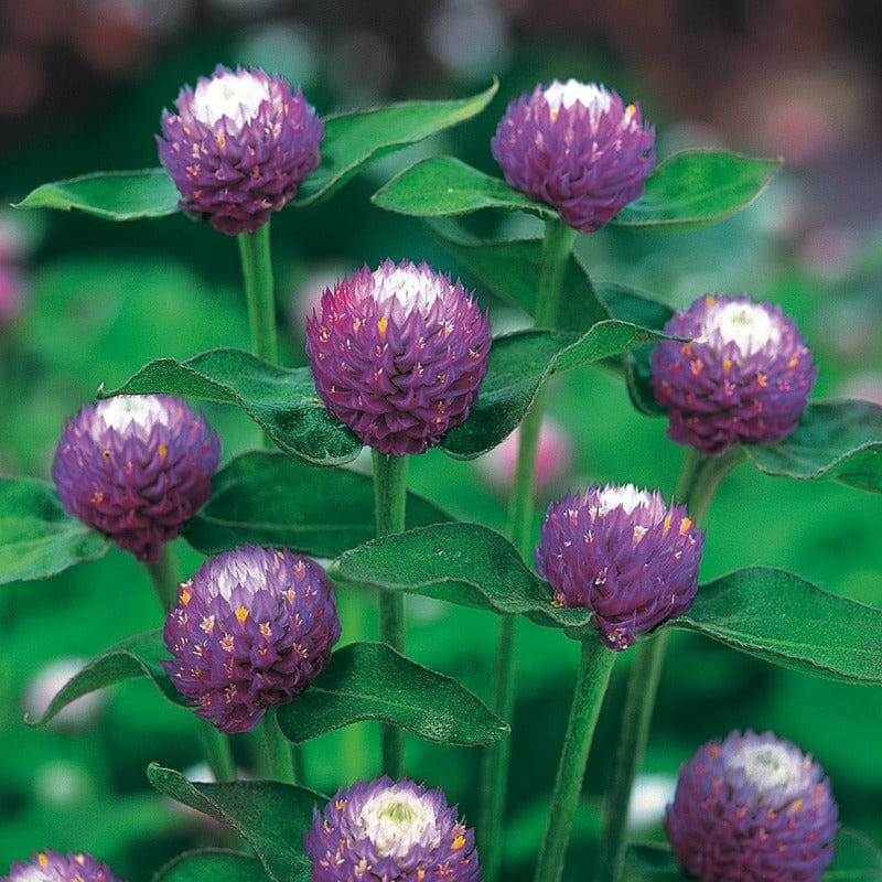 Gomphrena Atomic Purple Seeds