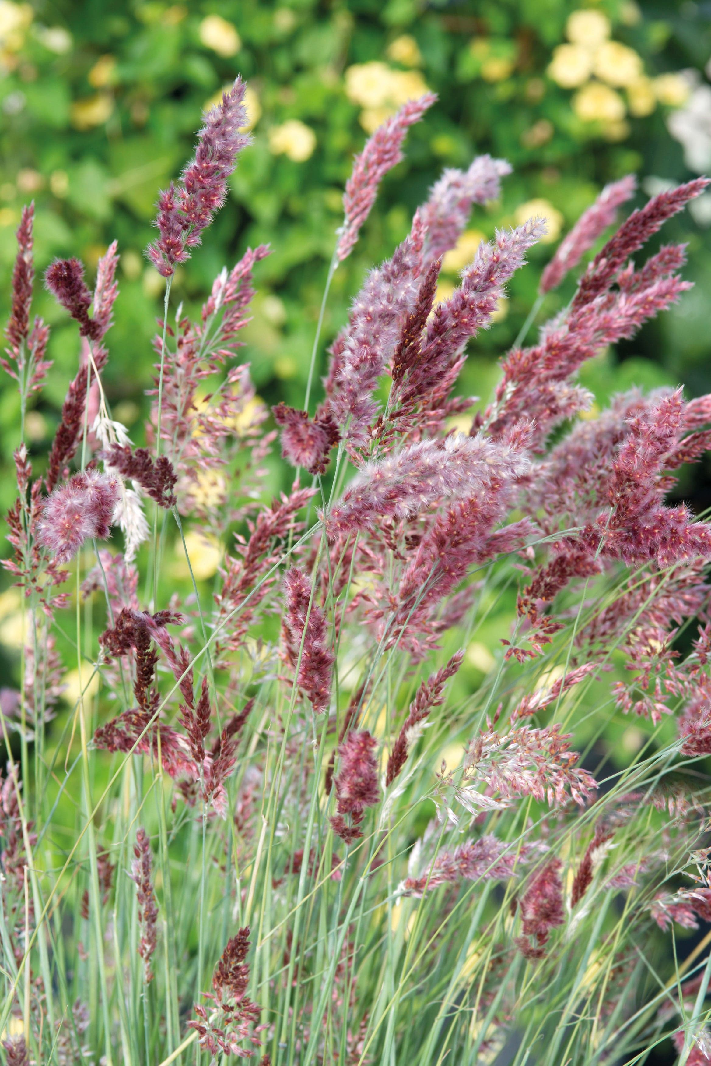 Grass Melinis Karoo Queen Seeds