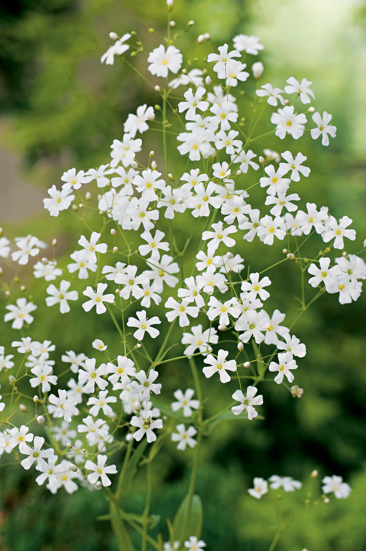 Gypsophila Covent Garden Seeds From Johnsons