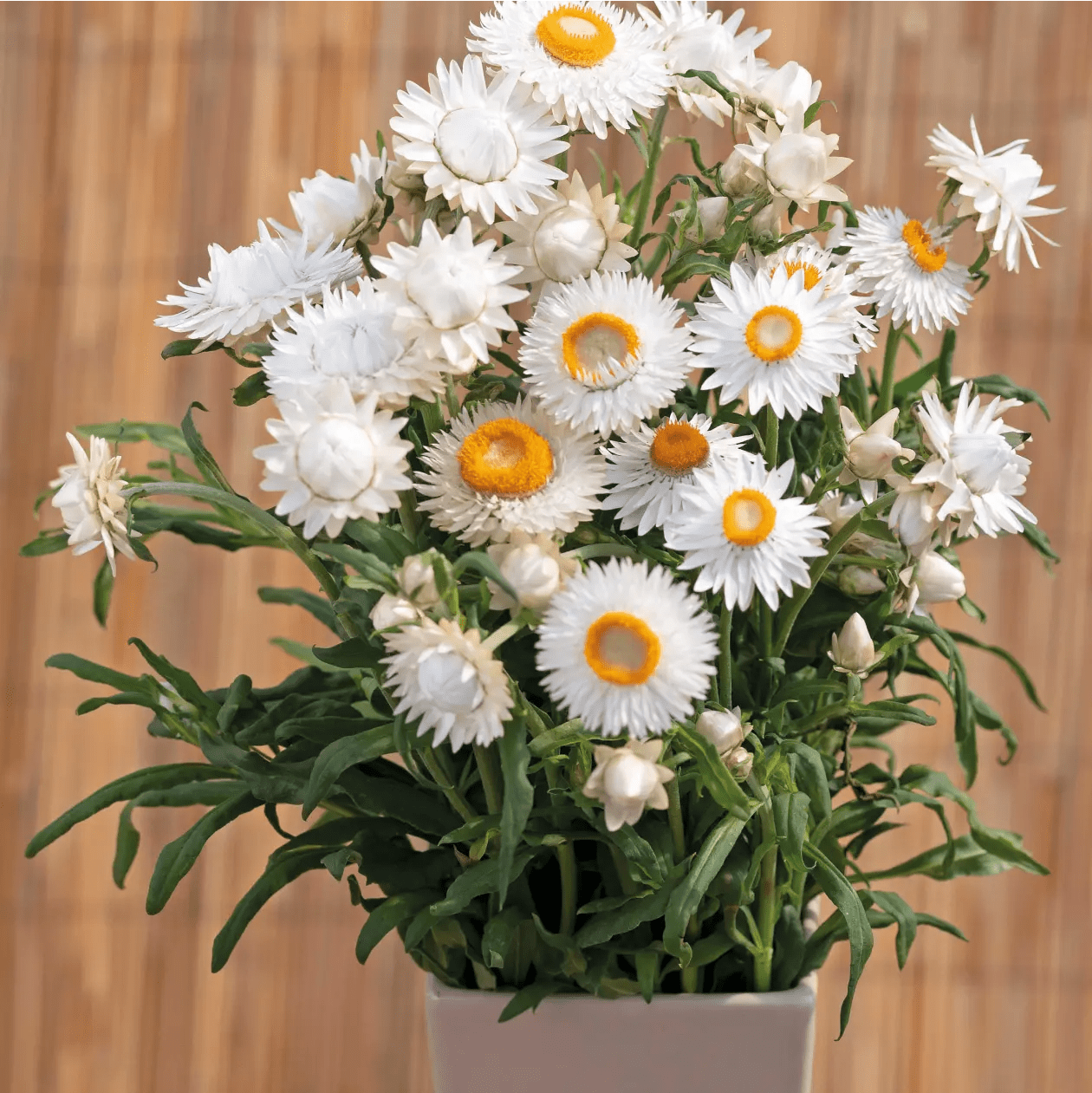 Helichrysum Silvery White Seeds