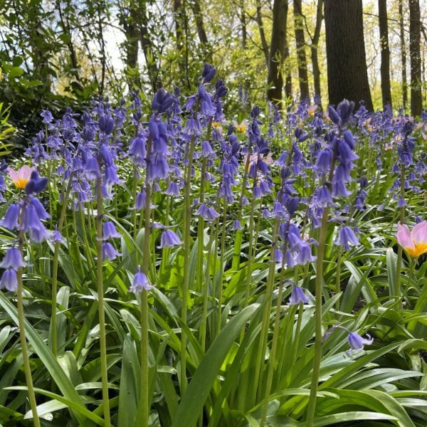 Hyacinthoides non-scripta (English Bluebell) Bulbs