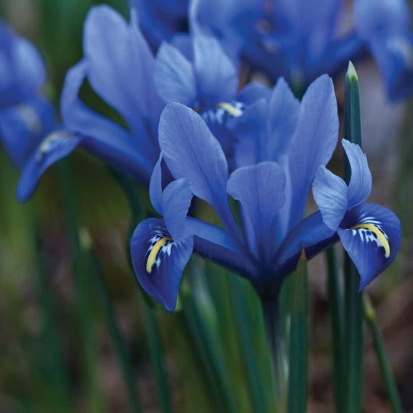Iris Reticulata 60 Bulb Collection