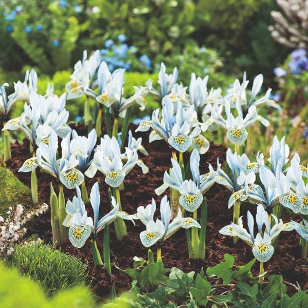 Iris Reticulata 60 Bulb Collection
