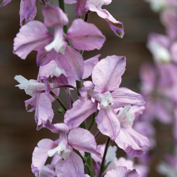Larkspur Fancy Belladonna Seeds
