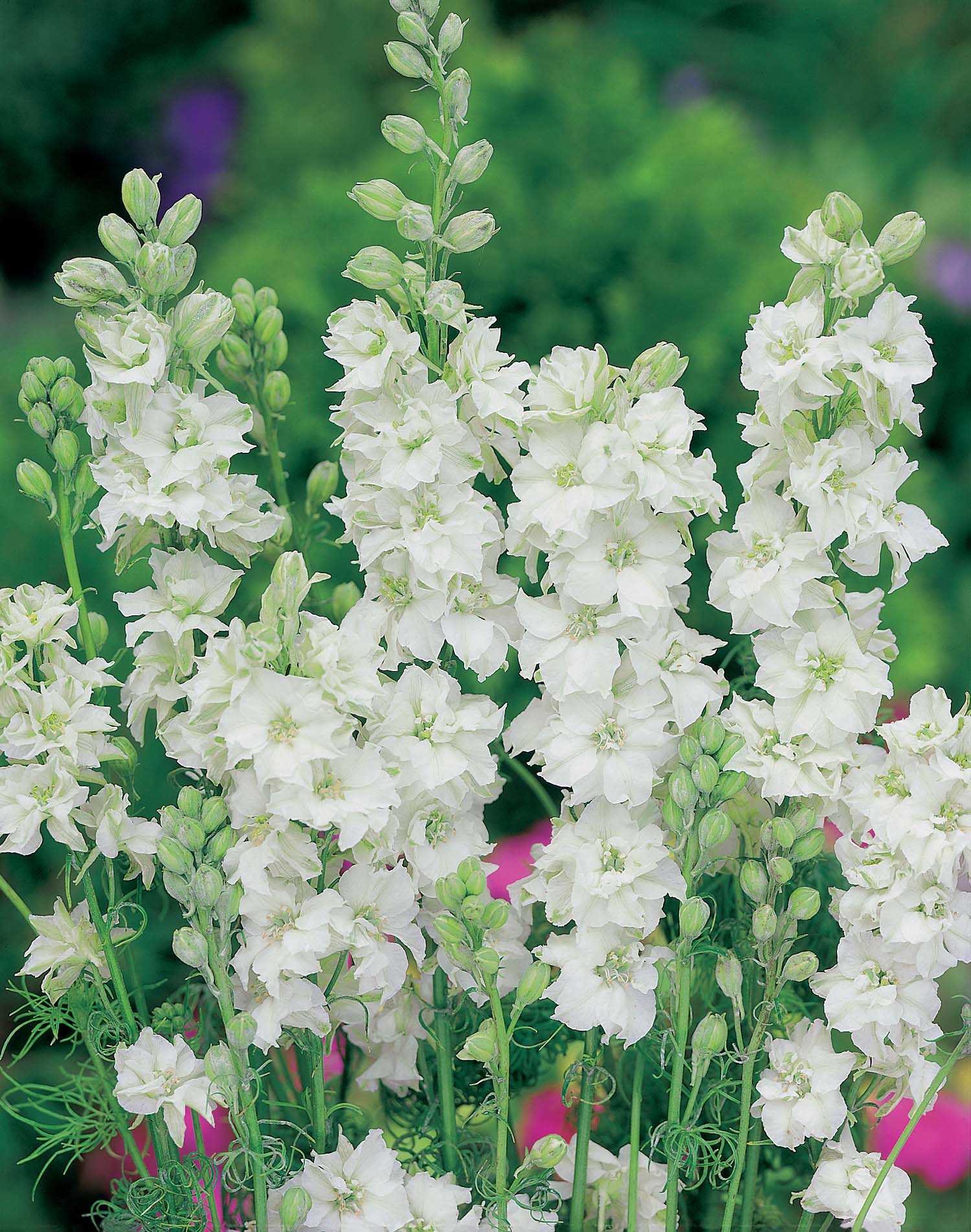Larkspur White King Seeds