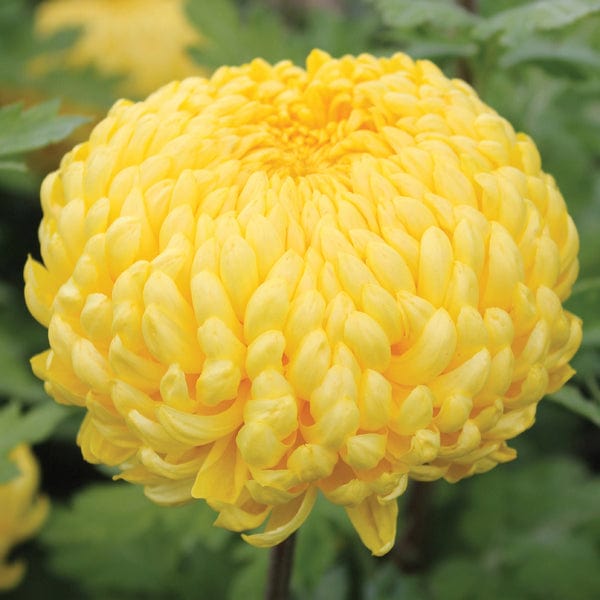 Late despatch - 5 young plants Woolmans Chrysanthemum Ada Evans Young Plant