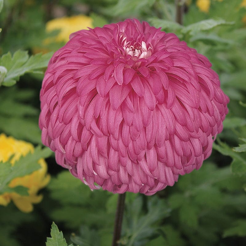 Late despatch - 5 young plants Woolmans Chrysanthemum Amy Lauren Young Plant