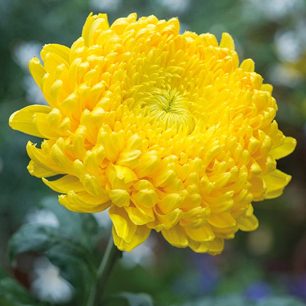 Late despatch - 5 young plants Woolmans Chrysanthemum Creamist Golden Young Plant