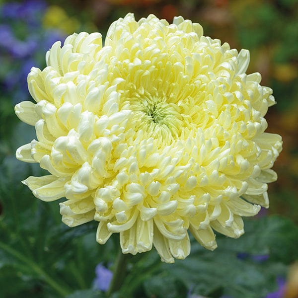 Late despatch - 5 young plants Woolmans Chrysanthemum Creamist White Young Plant