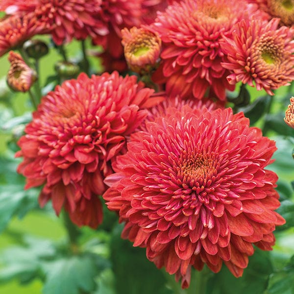 Late despatch - 5 young plants Woolmans Chrysanthemum Gompie Red Young Plant