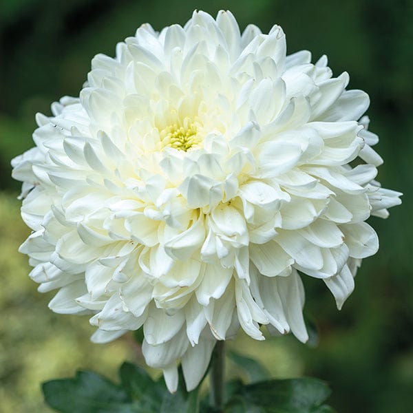 Late despatch - 5 young plants Woolmans Chrysanthemum Ja Dank Young Plant