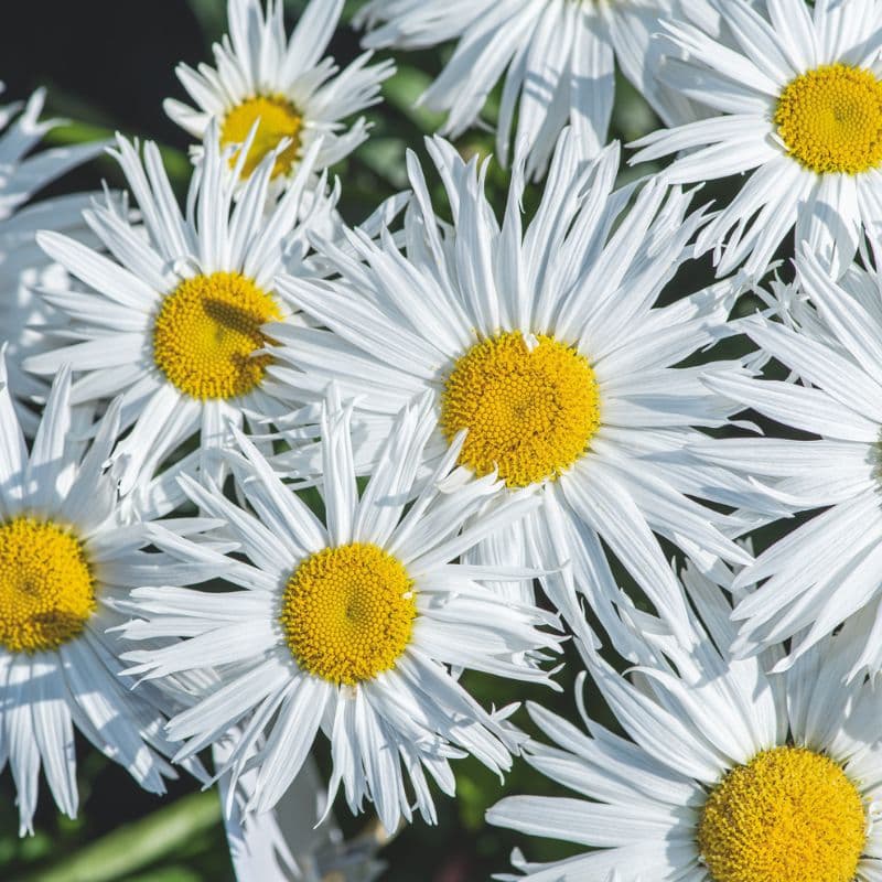 Leucanthemum Madonna