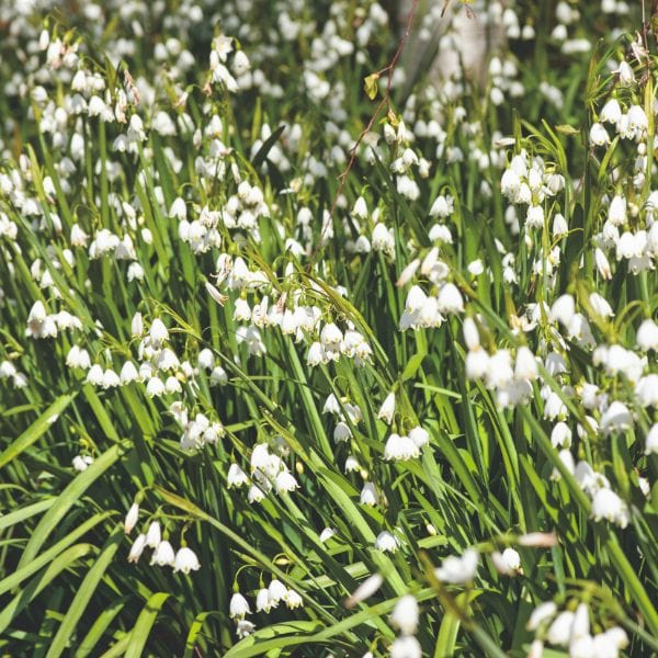 Leucojum Aestivum Gravetye Giant Flower Bulbs