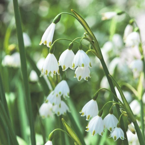 Leucojum Aestivum Gravetye Giant Flower Bulbs