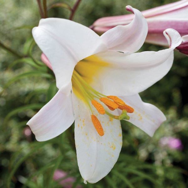 lily trumpet flower Lilium regale (Trumpet Lily)