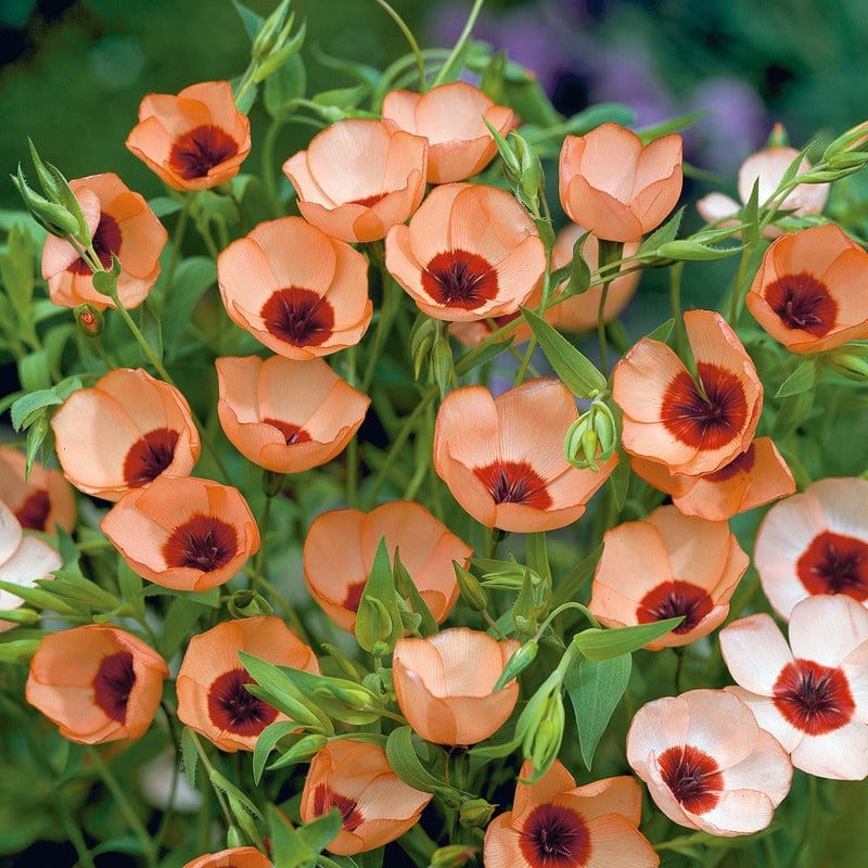 Linum Salmon Seeds