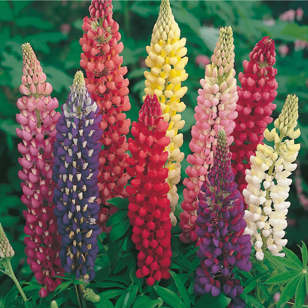Lupin Russell Mixed Seeds