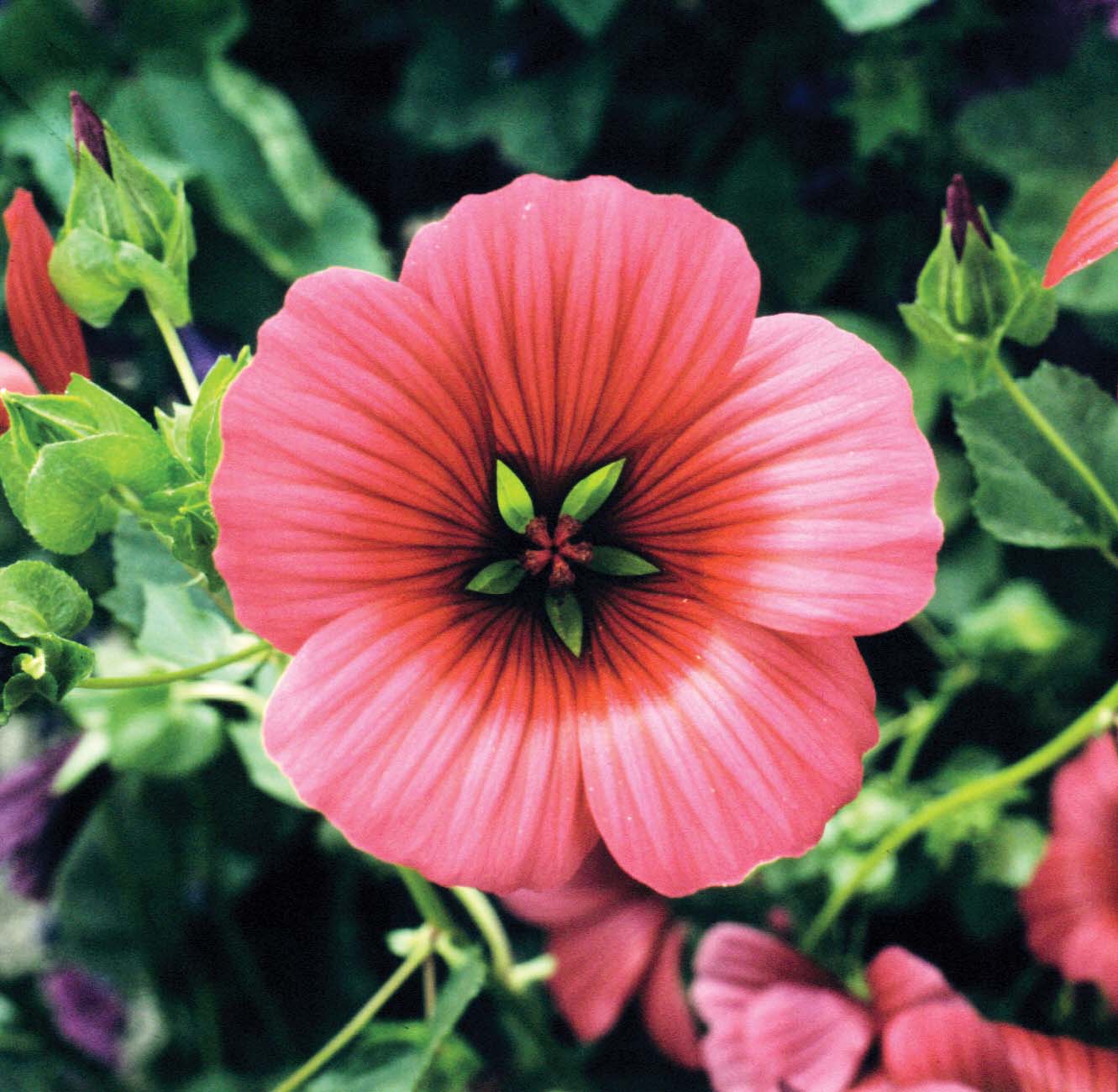 Malope Vulcan Seeds