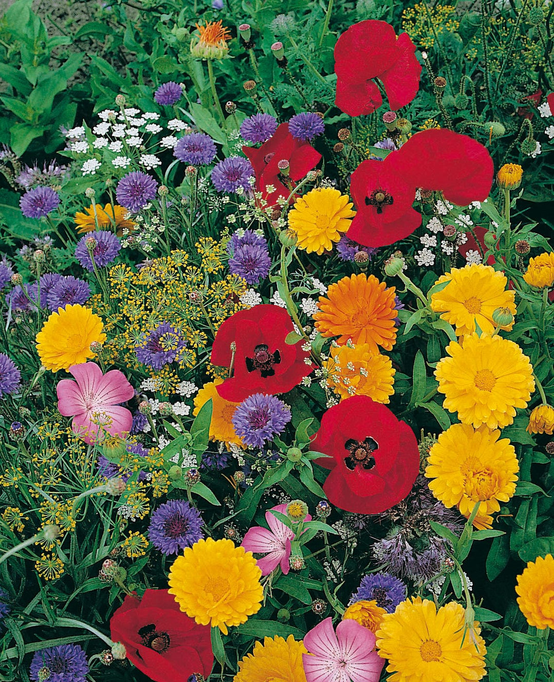 Mixed Wildlife Friendly Annuals Seeds
