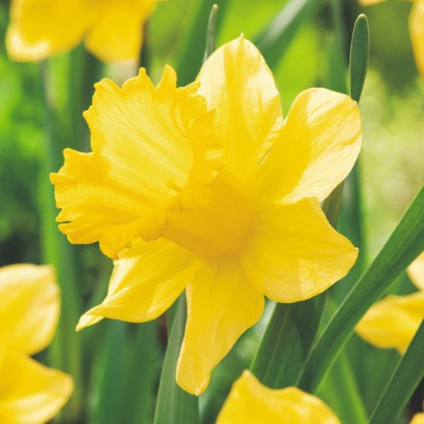 Narcissi Dutch Master Flower Bulbs