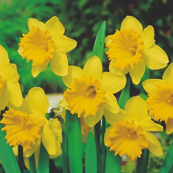 Narcissi Dutch Master Flower Bulbs