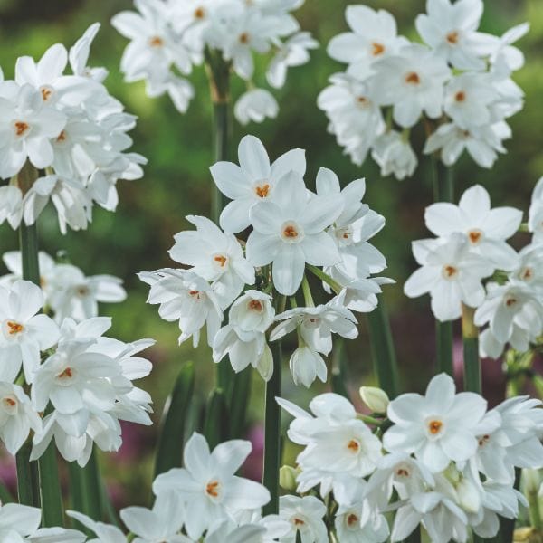 Narcissi Paperwhite Ziva Flower Bulbs