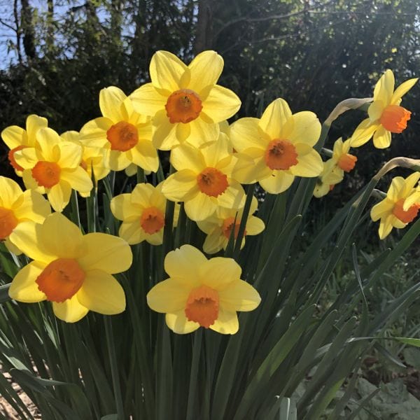 Narcissus Brackenhurst Flower Bulbs