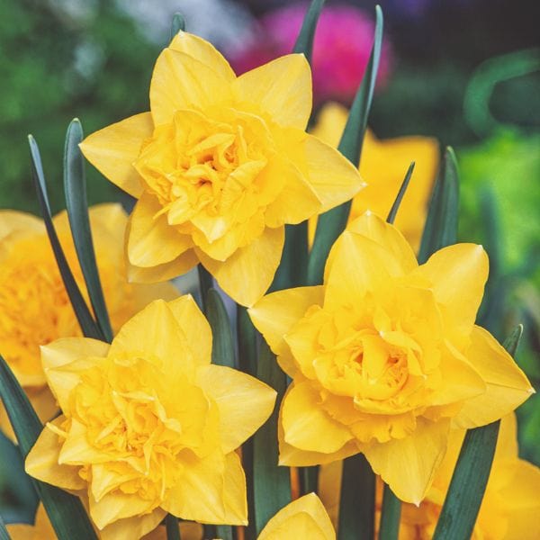 Narcissus Dick Wilden Flower Bulbs