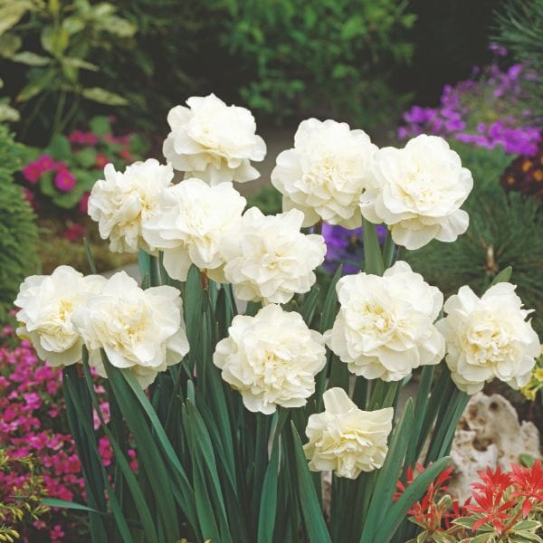 Narcissus Obdam Flower Bulbs
