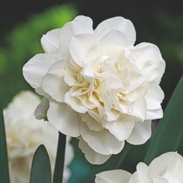 Narcissus Obdam Flower Bulbs
