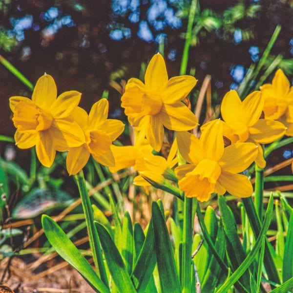 Narcissus Pseudonarcissus Flower Bulbs