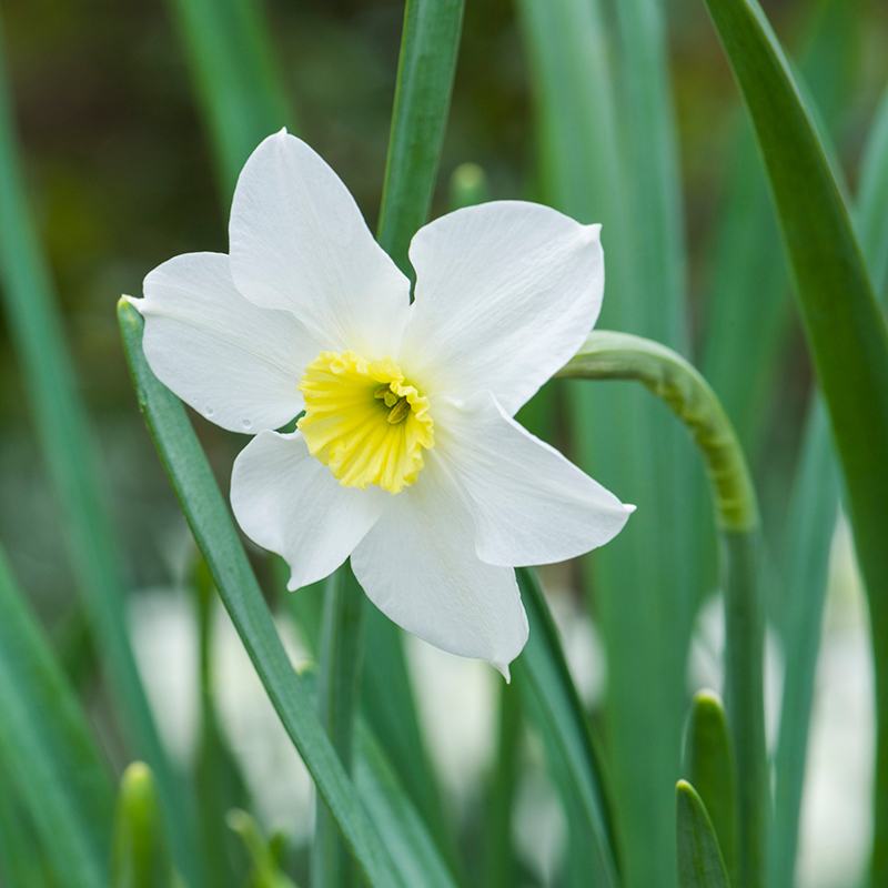 Narcissus Segovia Flower Bulbs From Woolmans – Johnsons