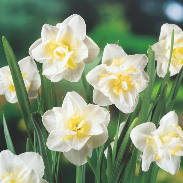 Narcissus White Lion Flower Bulbs