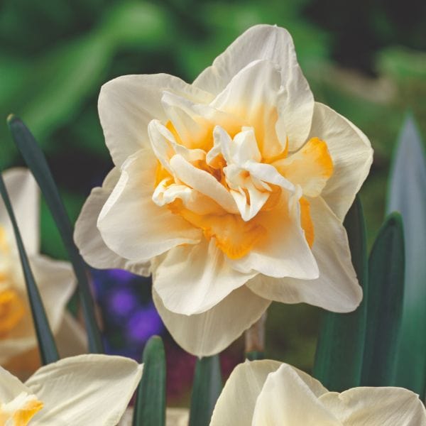Narcissus White Lion Flower Bulbs