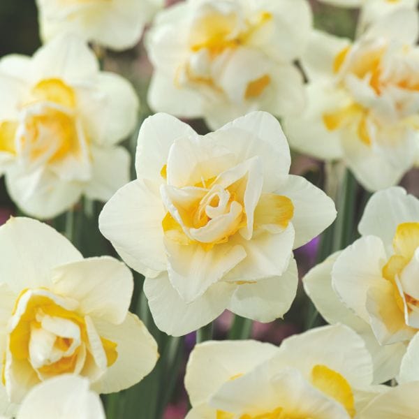 Narcissus White Lion Flower Bulbs