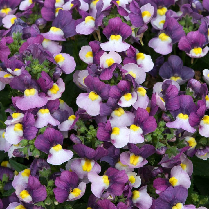 Nemesia Lady Jane