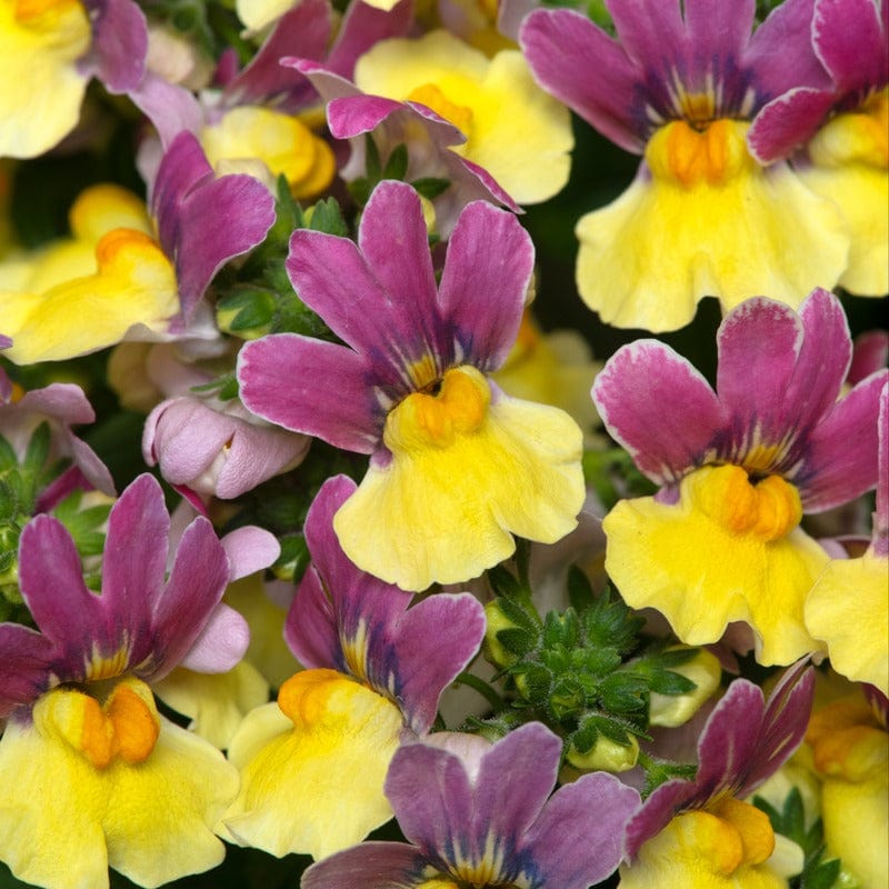 Nemesia Lady Lisa